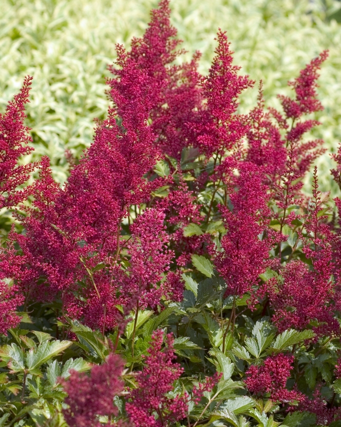 False Spirea - Astilbe japonica 'Red Sentinel' from EC Browns Nursery