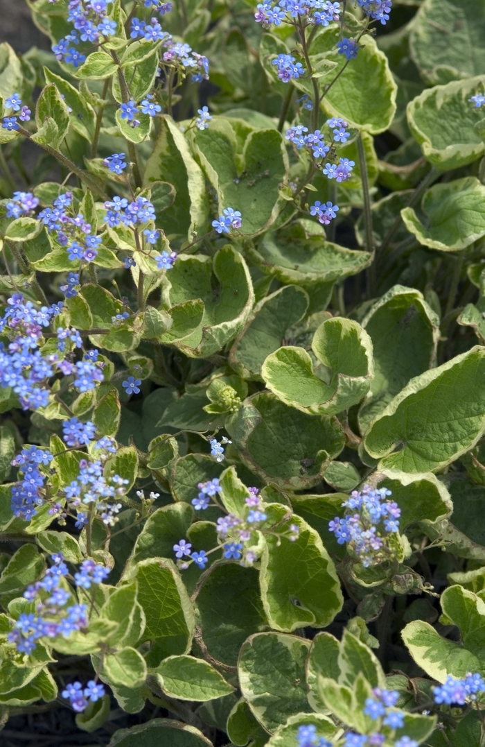 Hadspen Cream Siberian Bugloss - Brunnera macrophylla 'Hadspen Cream' (Siberian Bugloss) from EC Browns Nursery