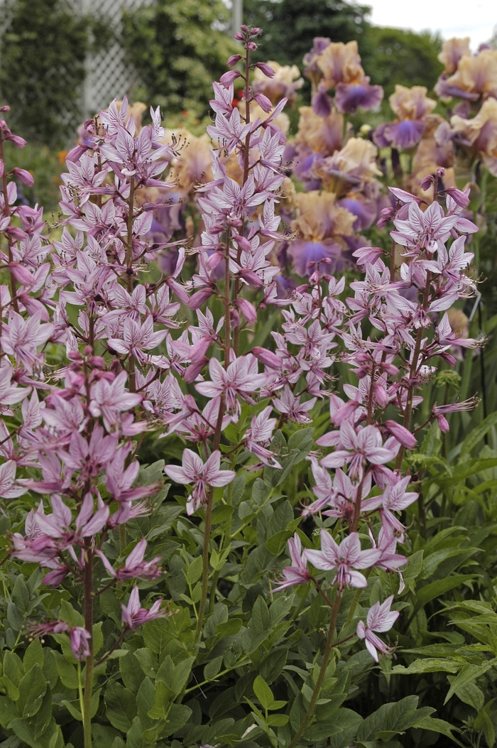 Gas Plant - Dictamnus albus (Gas Plant) from EC Browns Nursery