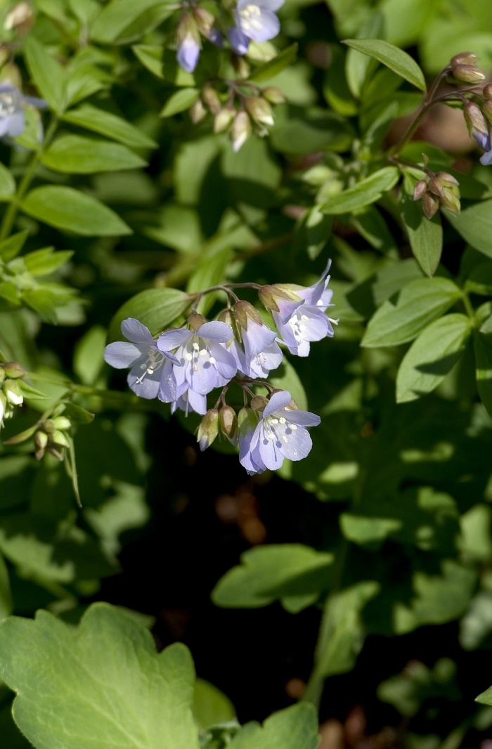 Jacob's Ladder - Polemonium reptans (Jacob's Ladder) from EC Browns Nursery