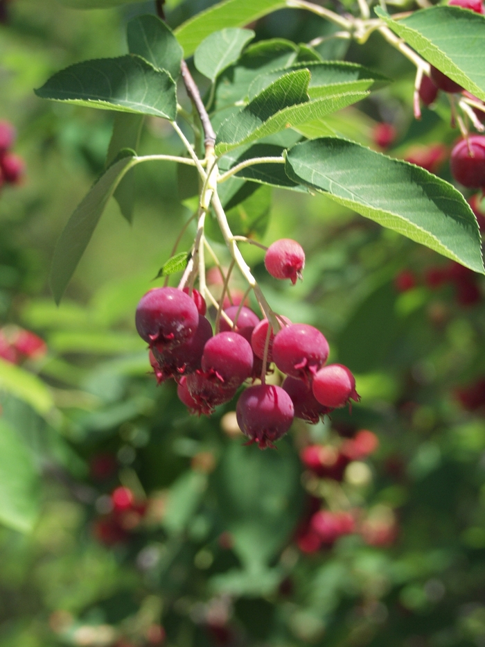 Autumn Brilliance&trade; - Amelanchier x grandiflora 'Autumn Brilliance' from EC Browns Nursery