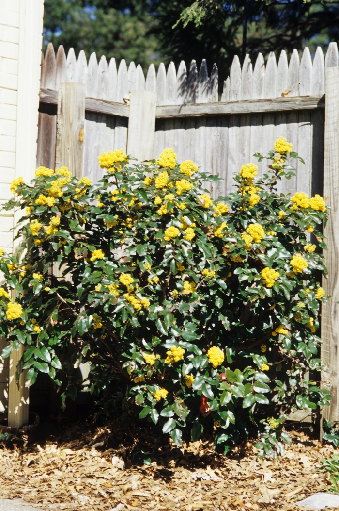 Oregon Grape - Mahonia aquifolium from EC Browns Nursery