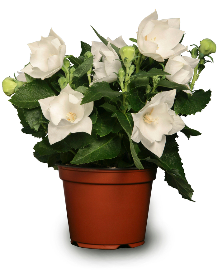 'Astra White' Balloon Flower - Platycodon grandiflorus from EC Browns Nursery
