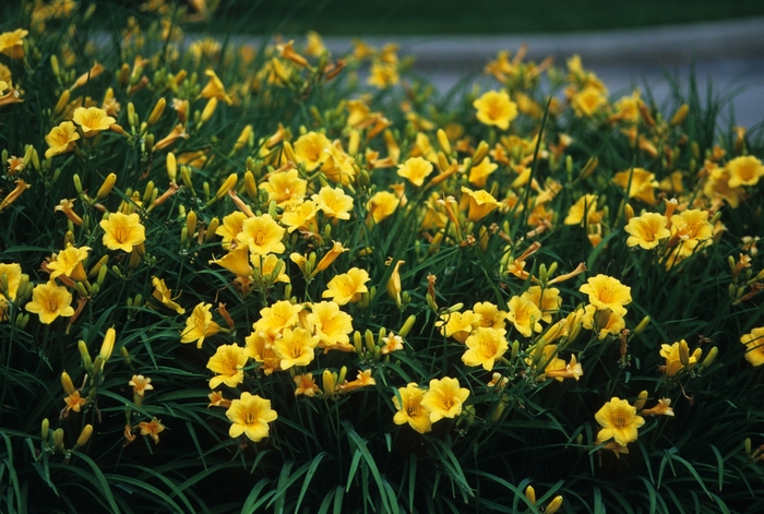 Daylily - Hemerocallis 'Stella d' Oro' from EC Browns Nursery