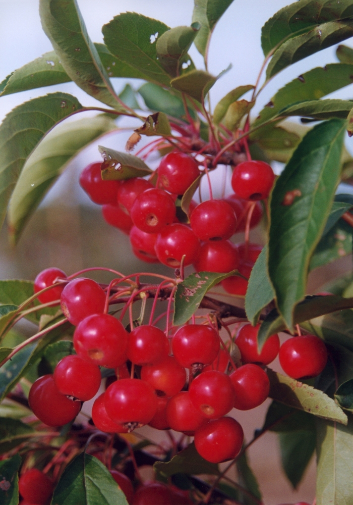 'Snowdrfit' Crabapple - Malus hybrid 'Snowdrift' from EC Browns Nursery