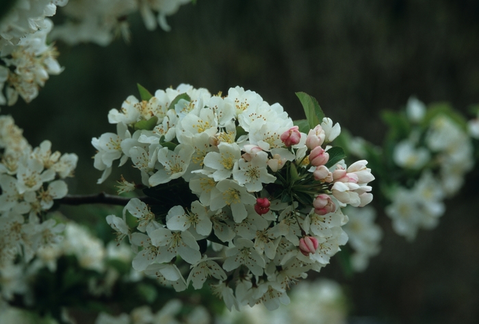 'Tina ' - Malus hybrid from EC Browns Nursery