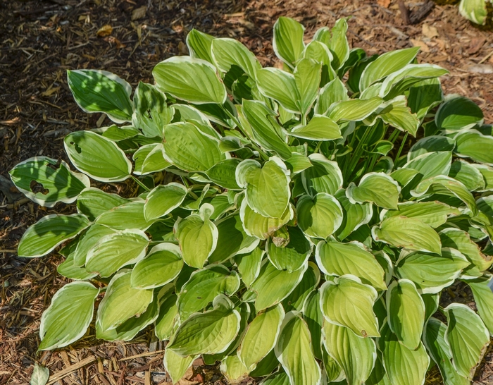 'So Sweet' Hosta, Plantain Lily - Hosta from EC Browns Nursery