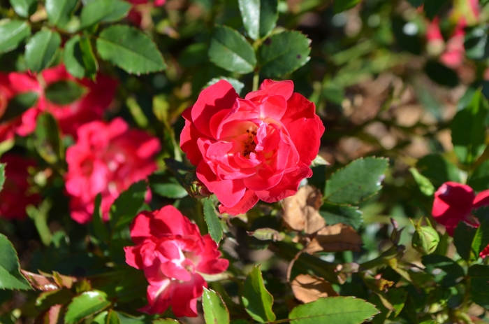 Red Drift&reg; Rose - Rosa 'Meigalpio' PP17877 from EC Browns Nursery
