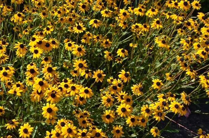 Black-eyed Susan - Rudbeckia fulgida var. fulgida from EC Browns Nursery