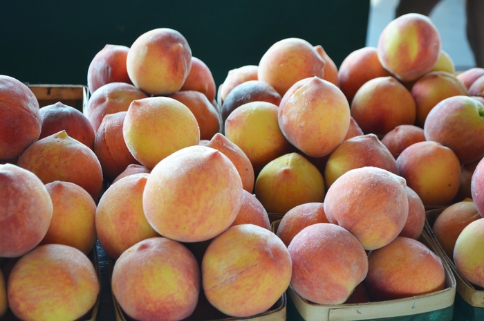 Canadian Harmony Peach - Prunus persica 'Canadian Harmony' from EC Browns Nursery