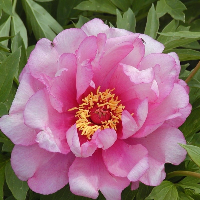 First Arrival Itoh Peony - Paeonia 'First Arrival' (Itoh Peony) from EC Browns Nursery