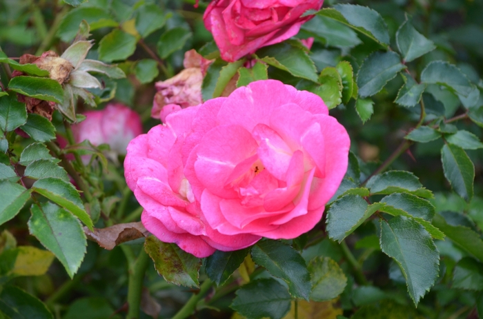 Easy Elegance&reg; 'Sunrise Sunset' Rose - Rosa 'BAIset' PP16770 from EC Browns Nursery