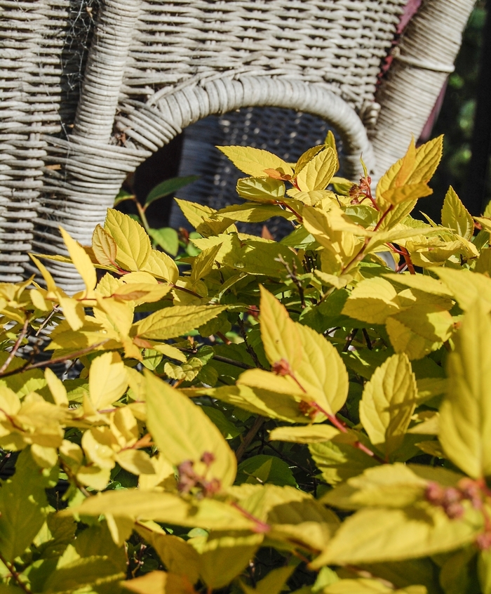 Spirea - Spiraea japonica 'Limemound' from EC Browns Nursery