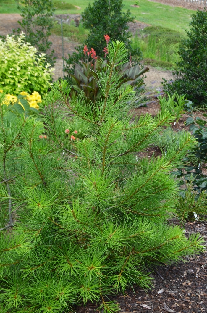 'Compacta' Compact Lacebark Pine - Pinus bungeana from EC Browns Nursery