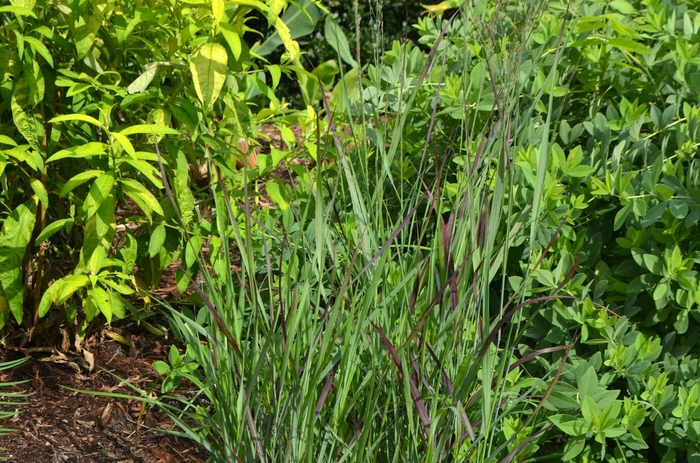 Switchgrass - Panicum virgatum 'Ruby Ribbons' from EC Browns Nursery