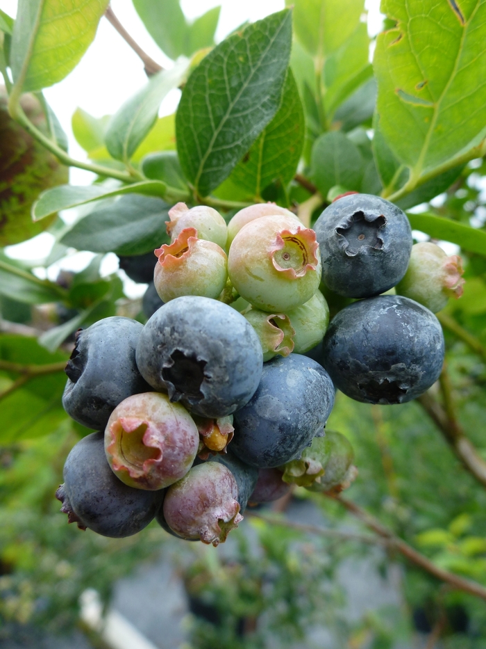 Northland Blueberry - Blueberry 'Northland' from EC Browns Nursery