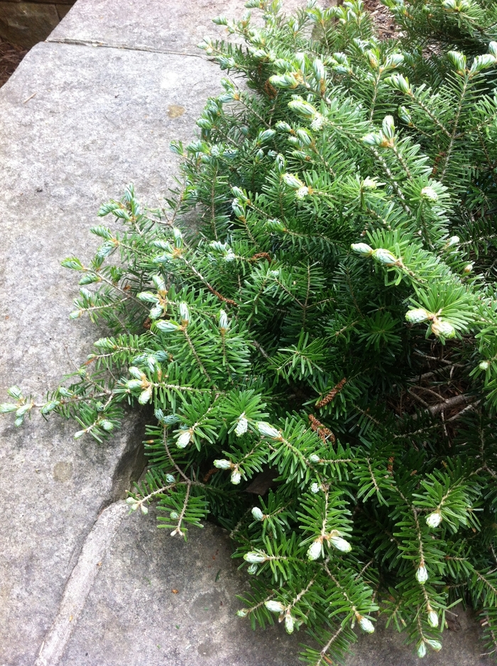 Green Carpet Korean Fir - Abies koreana 'Green Carpet' from EC Browns Nursery