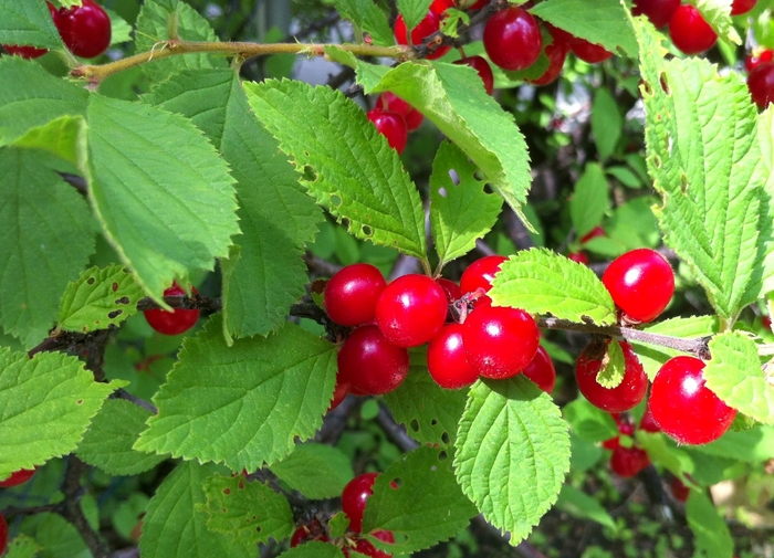 Nanking Cherry - Prunus tomentosa from EC Browns Nursery
