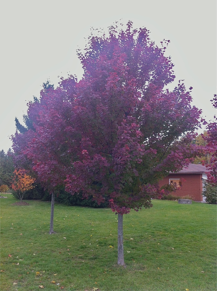 Brandywine Maple - Acer rubrum 'Brandywine' from EC Browns Nursery