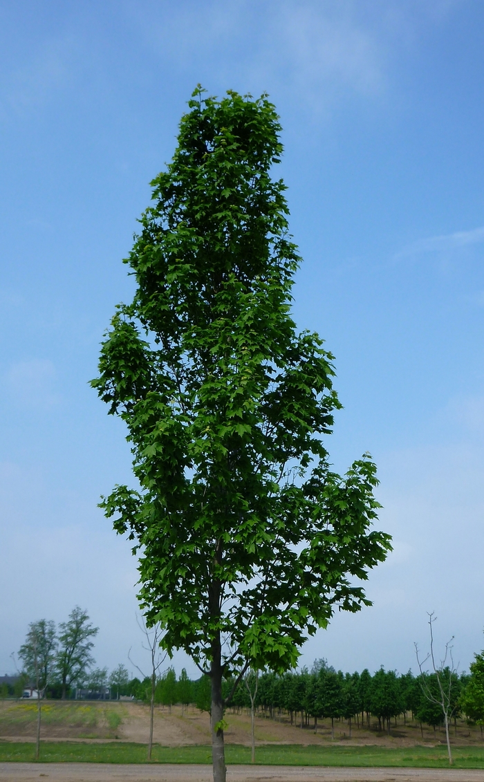 Armstrong Maple - Acer x freemanii 'Armstrong' from EC Browns Nursery