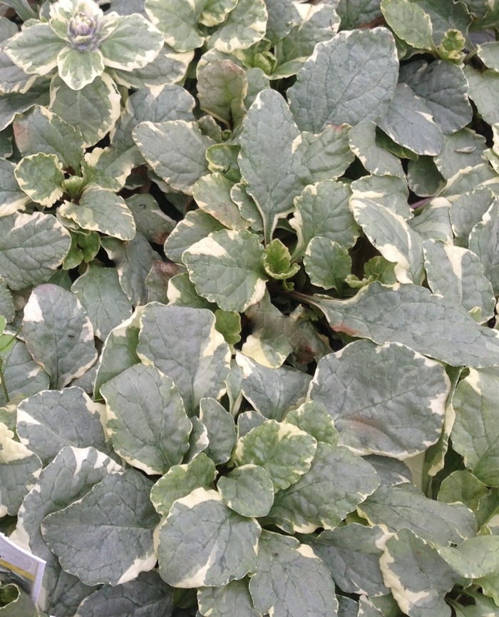'Silver Queen' Bugleweed - Ajuga reptans from EC Browns Nursery