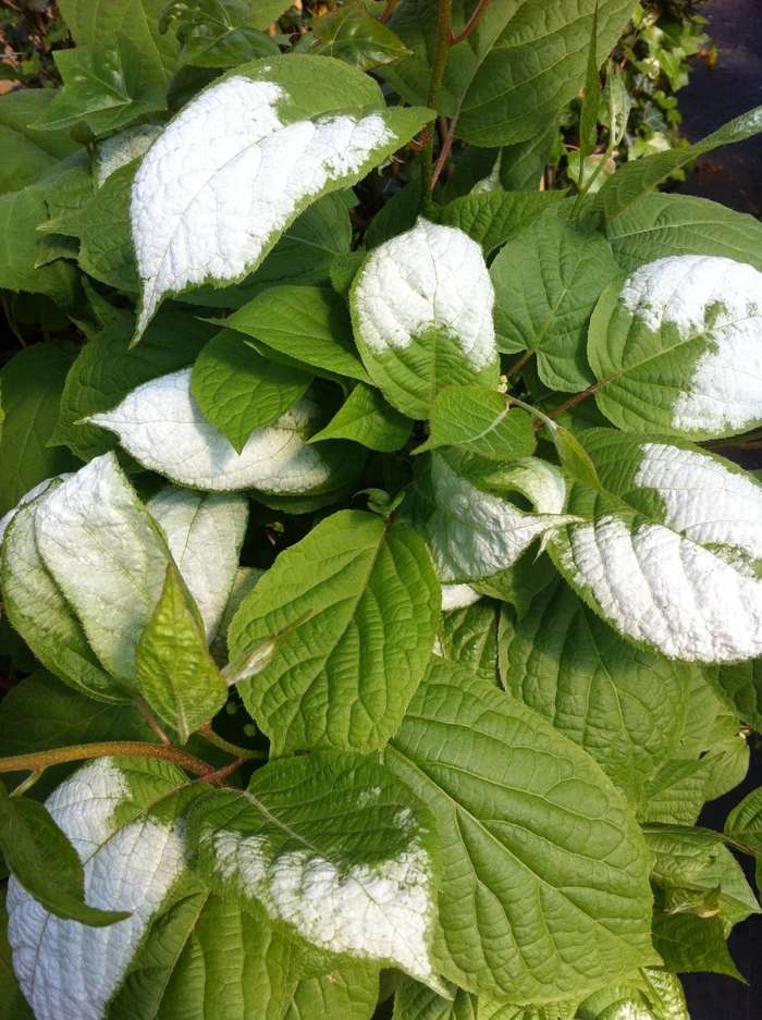 Hardy Kiwi Male - Actinidia kolomikta (male) from EC Browns Nursery