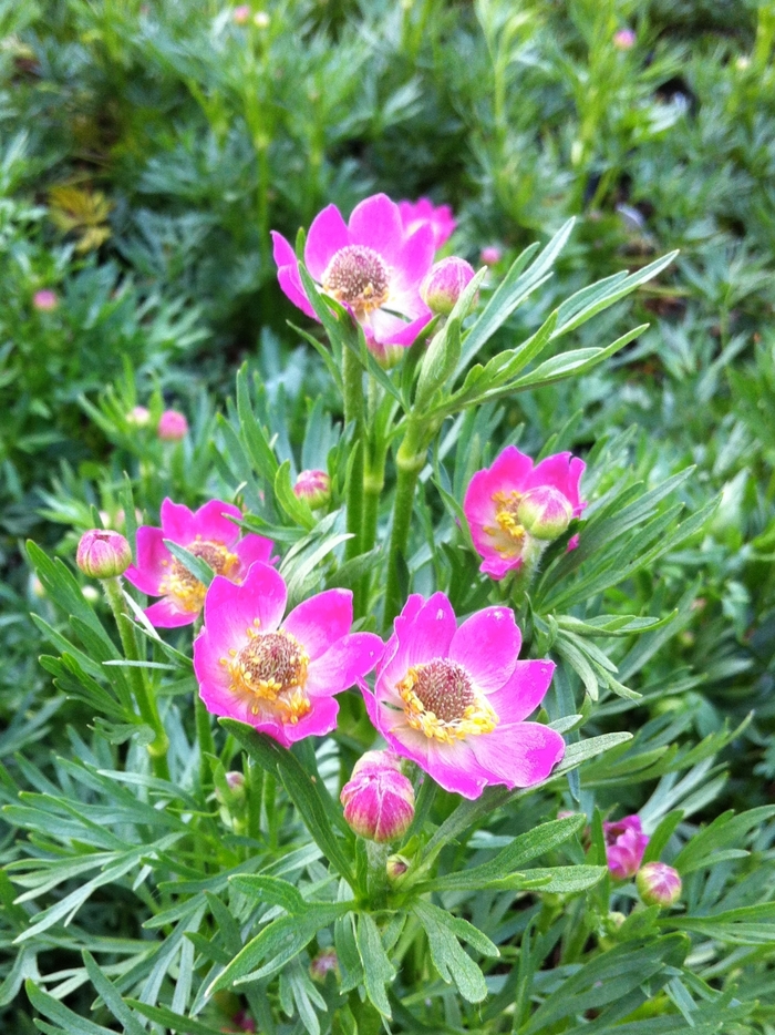 Cutleaf Anemone - Anemone multifida 'Rubra' from EC Browns Nursery