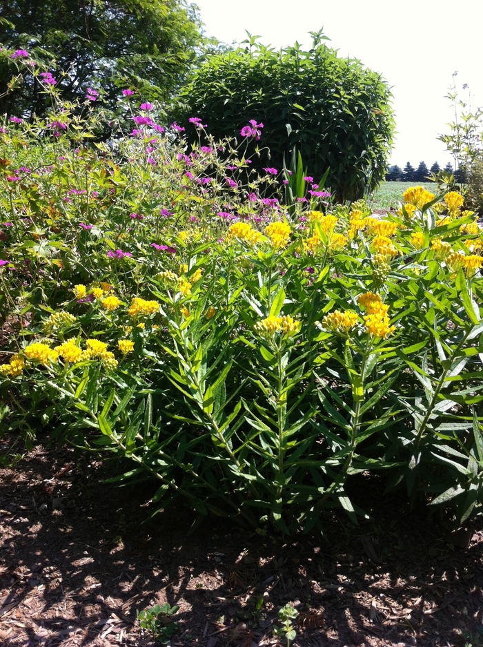 Butterfly Milkweed - Asclepias tuberosa 'Hello Yellow' from EC Browns Nursery