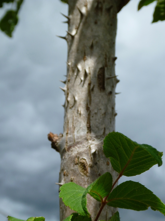 Devil's Walking Stick - Aralia elata from EC Browns Nursery