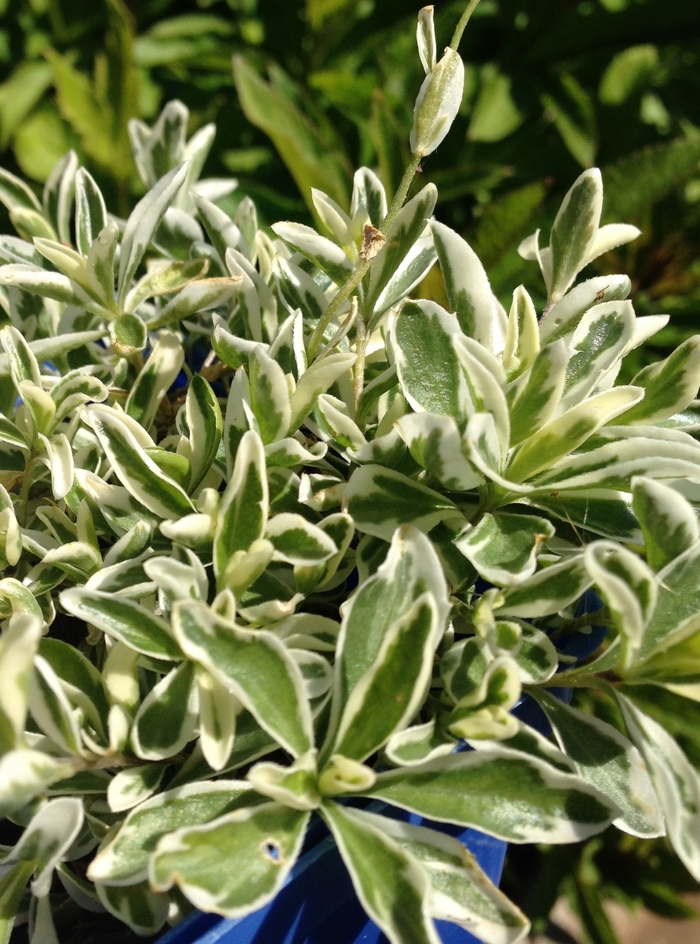 Alpine Rockcress - Arabis ferdinandi-coburgi 'Variegata' from EC Browns Nursery
