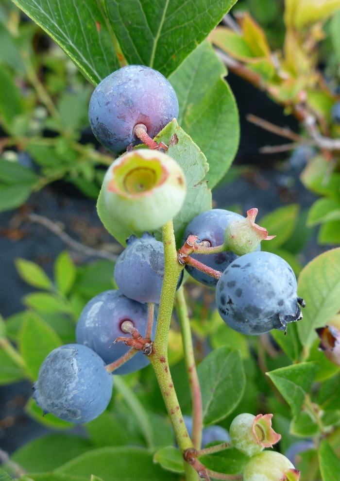 Polaris Blueberry - Blueberry 'Polaris' from EC Browns Nursery