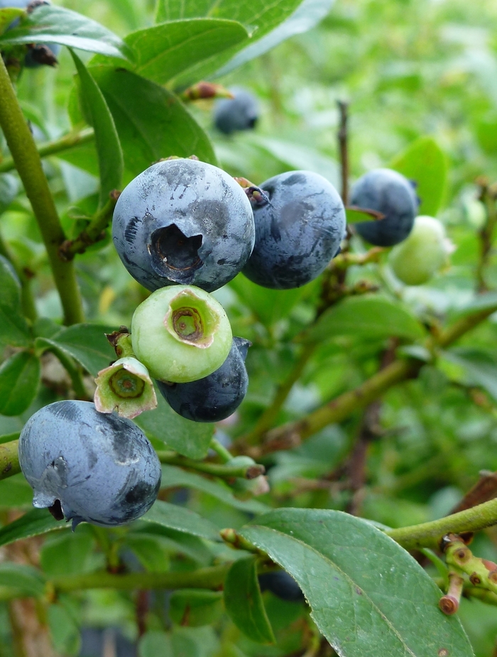 Northcountry Blueberry - Blueberry 'Northcountry' from EC Browns Nursery