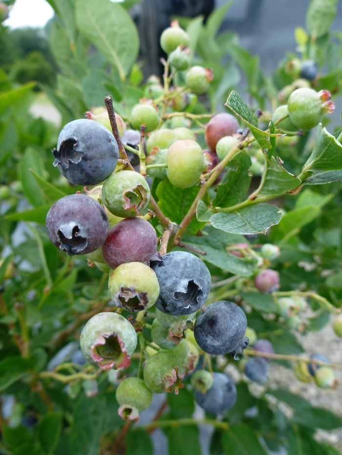 Bluegold Blueberry - Blueberry 'Bluegold' from EC Browns Nursery
