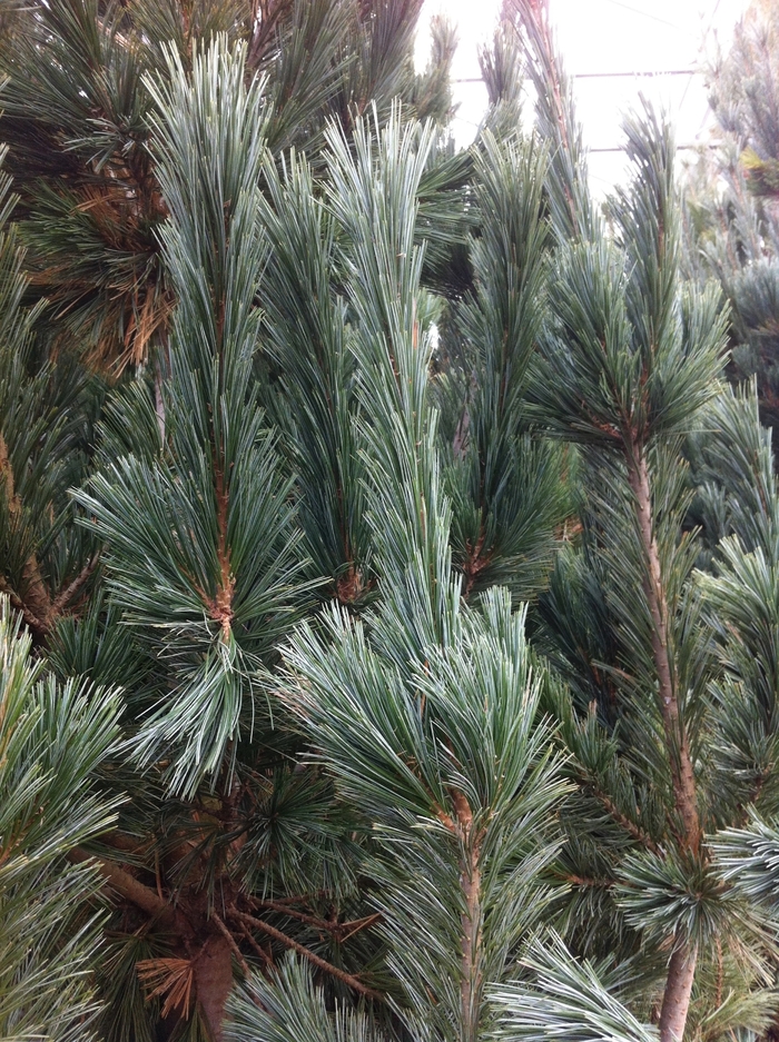 Limber Pine - Pinus flexilis 'Vanderwolf's Pyramid' from EC Browns Nursery