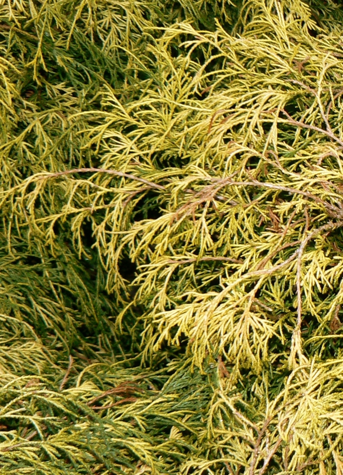 Dwarf Golden Threadleaf Falsecypress - Chamaecyparis pisifera 'Filifera Aurea Nana' from EC Browns Nursery