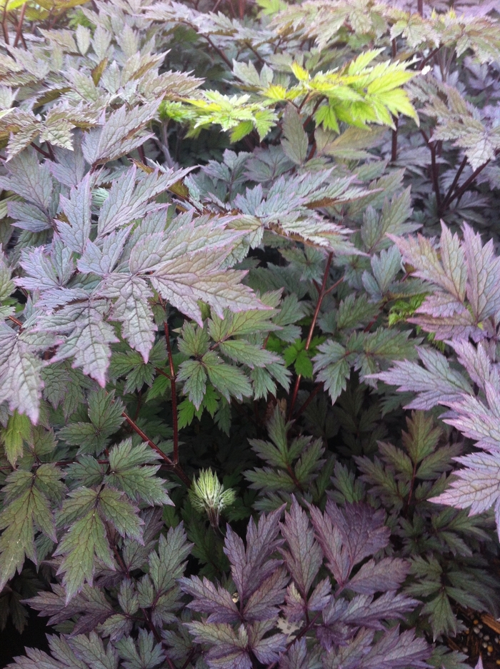 Purple-leaf Bugbane - Cimicifuga ramosa 'Pink Spike' from EC Browns Nursery