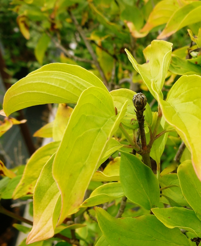 Golden Leaf Cornelian Cherry - Cornus mas 'Aurea' from EC Browns Nursery