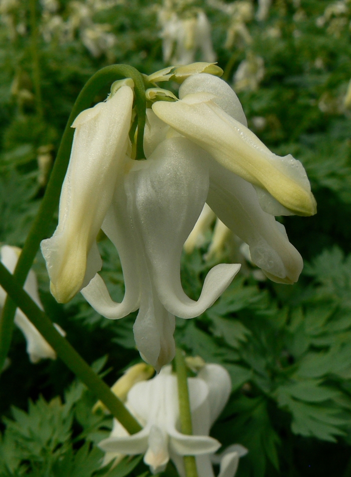 Fern-Leaf Bleeding Heart - Dicentra 'Ivory Hearts' from EC Browns Nursery