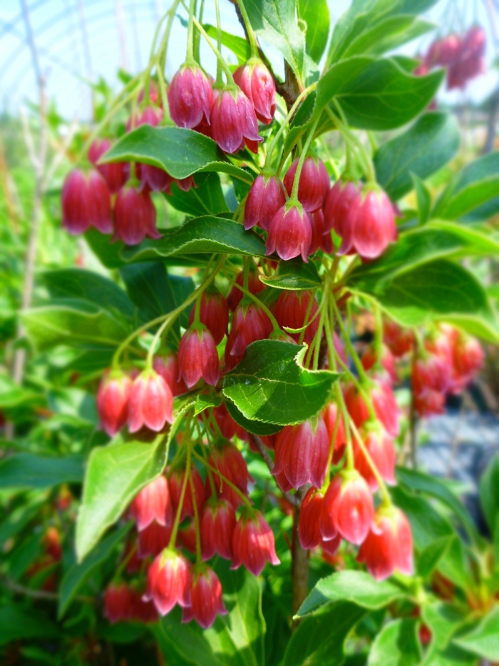 Showy Lantern Enkianthus - Enkianthus campanulatus 'Showy Lantern' from EC Browns Nursery