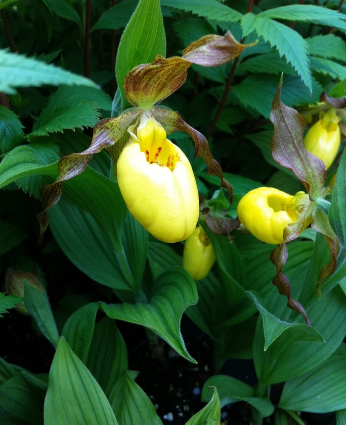 Yellow Lady's Slipper - Cypripedium parviflorum from EC Browns Nursery