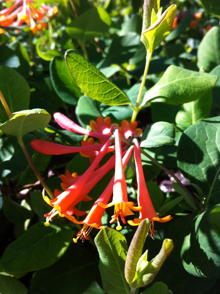 Scarlet Trumpet Honeysuckle - Lonicera x brownii 'Dropmore Scarlet' from EC Browns Nursery