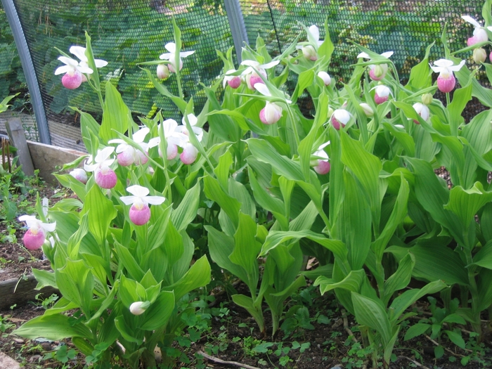 Showy Lady's Slipper - Cypripedium reginae from EC Browns Nursery