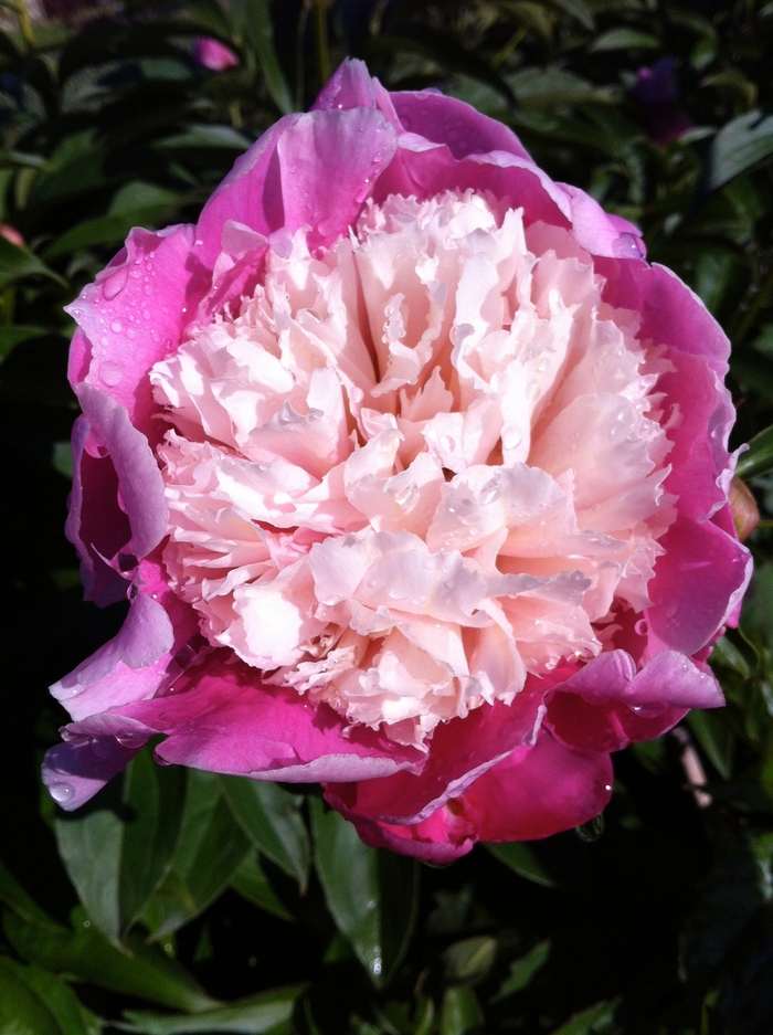 'Cora Stubbs' Peony - Paeonia lactiflora from EC Browns Nursery