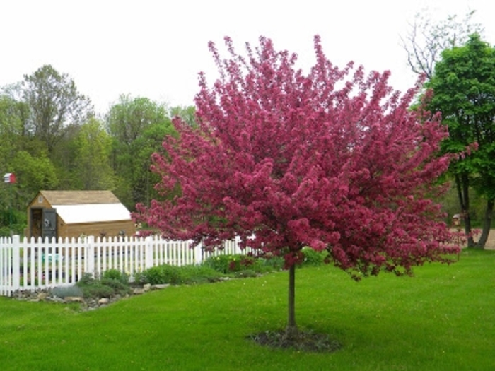 'Red Splendor ' - Malus hybrid from EC Browns Nursery