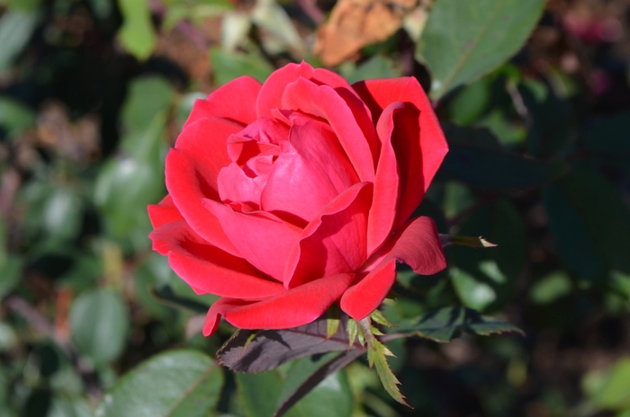 Double Red Knock Out&reg; - Rosa 'Radtko' PP16202, CPBR 3104 from EC Browns Nursery