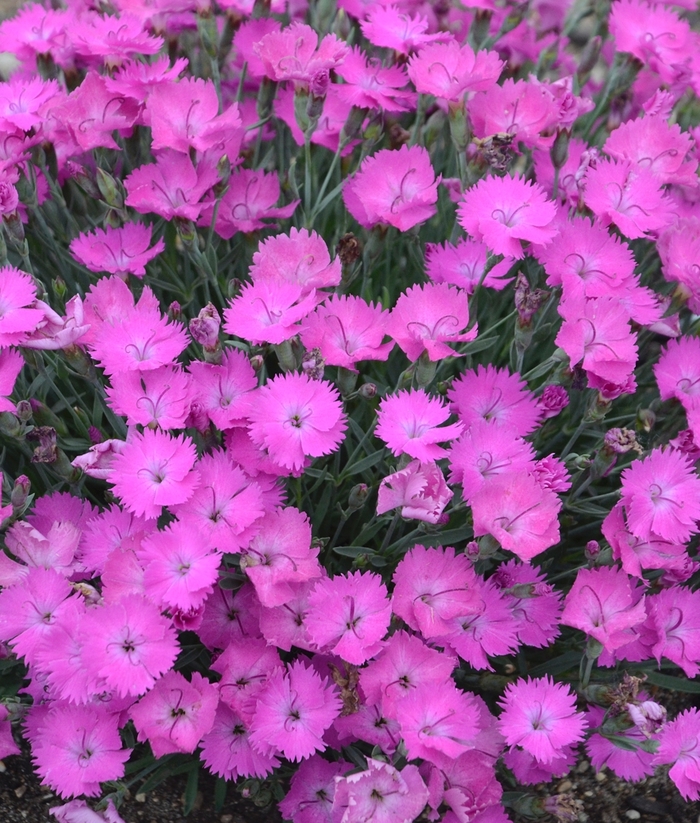 'Paint the Town Fuchsia' - Dianthus hybrid from EC Browns Nursery