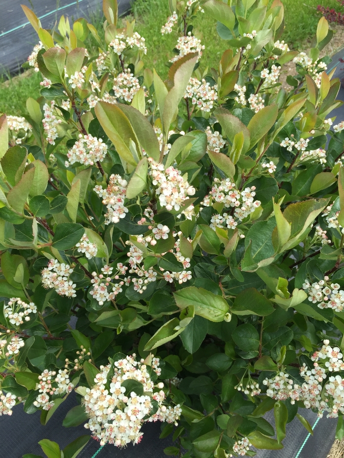 Low Scape Hedger® Chokeberry - Aronia melanocarpa 'UCONNAM166' PP28831 CBRAF from EC Browns Nursery