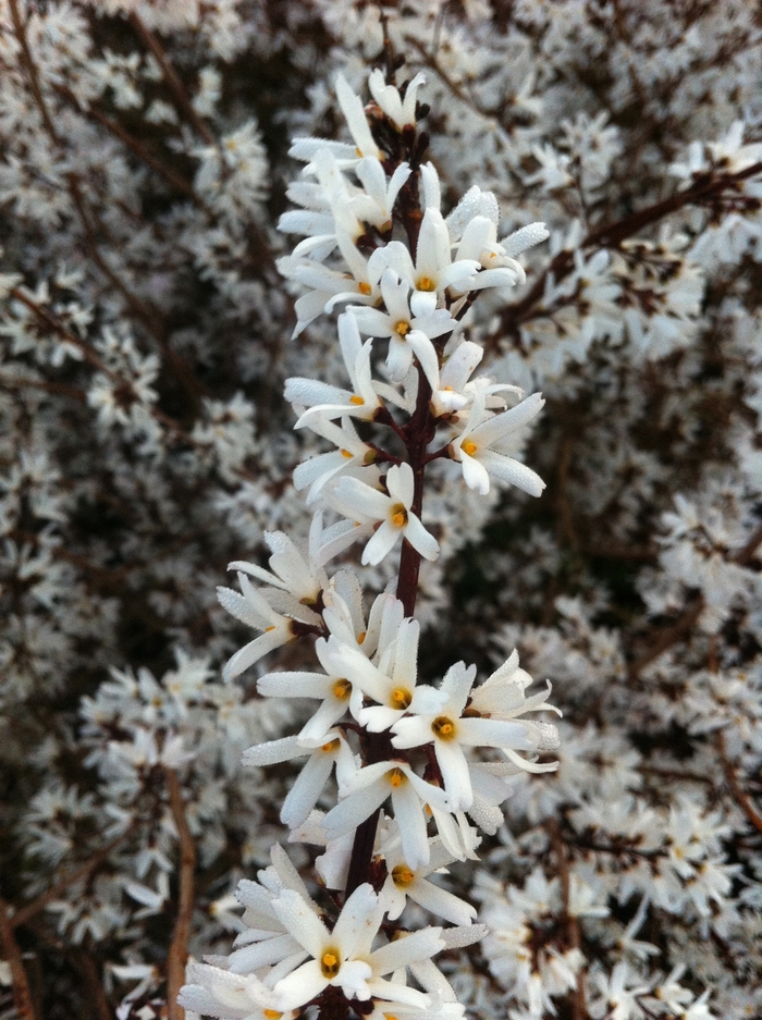 Pink Forsythia - Abeliophyllum distichum 'Roseum' from EC Browns Nursery