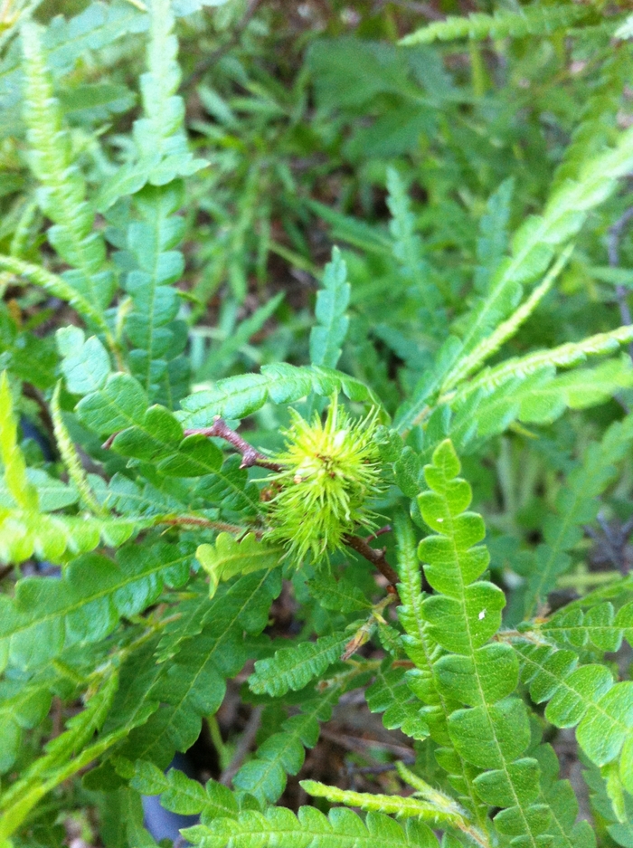 Sweet Fern - Comptonia peregrina from EC Browns Nursery
