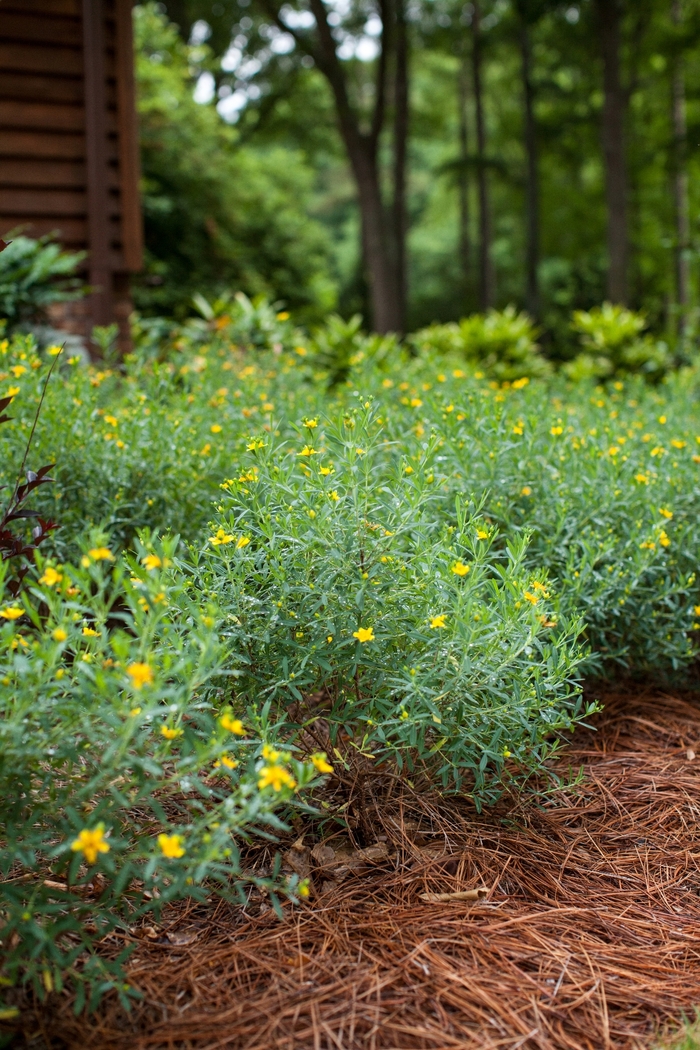 Cobalt-n-Gold™ Hypericum - Hypericum kalmianum from EC Browns Nursery